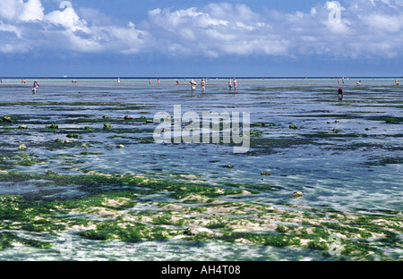 Gli abitanti dei villaggi locali floccaggio fuori con la bassa marea per raccogliere conchiglie ed alghe Nungwi Unguja Zanzibar Tanzania Africa orientale Foto Stock