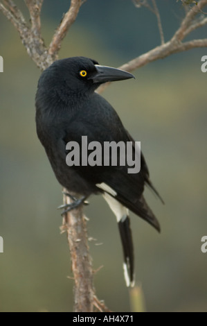 Giallo eyed Currawong Foto Stock