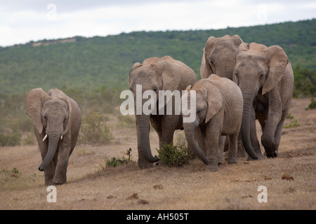 Gli elefanti africani Loxodonta africana Addo Elephant National Park in Sud Africa Foto Stock