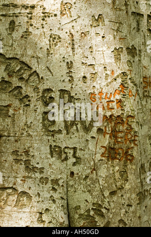 Nomi scolpiti con il coltello nella corteccia di albero Penglais natura park Aberystwyth Ceredigion nel Galles Foto Stock