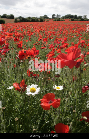 Un campo di papaveri in Cotswolds al di fuori della frazione di Syreford. Foto Stock