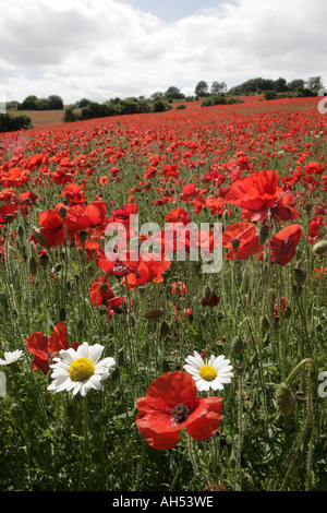 Un campo di papaveri in Cotswolds al di fuori della frazione di Syreford. Foto Stock