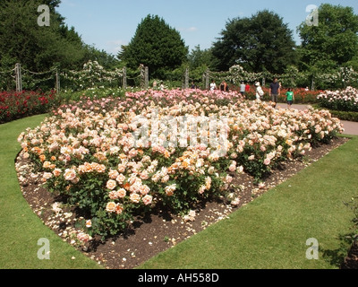 Regents Park London Rose Gardens in piena estate fiori piante perenni in una tranquilla fuga nel cuore del centro di Londra Inghilterra Regno Unito Foto Stock