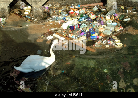 Swan cercando di nuotare tra i detriti scartati rifiuti rifiuti rifiuti rifiuti rifiuti rifiuti rifiuti inquinamento in acque contaminate bacino fiume Orwell Ipswich Suffolk East Anglia Inghilterra Regno Unito Foto Stock