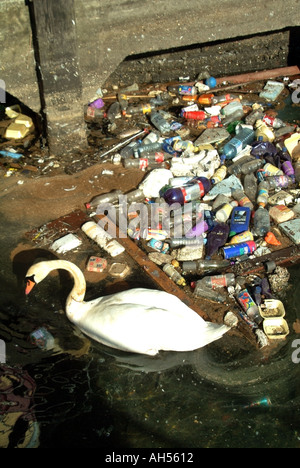 Swan cercando di nuotare tra i detriti scartati rifiuti rifiuti rifiuti rifiuti rifiuti rifiuti rifiuti inquinamento in acque contaminate bacino fiume Orwell Ipswich Suffolk East Anglia Inghilterra Regno Unito Foto Stock