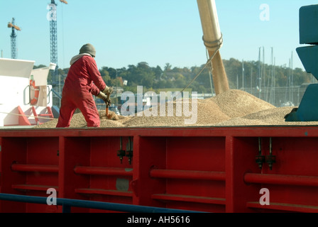 Ipswich attracca il carico del portagomma da un impianto di lavorazione dell'orzo di malto indietro view man shoveling to level load East Anglia Suffolk England UK Foto Stock