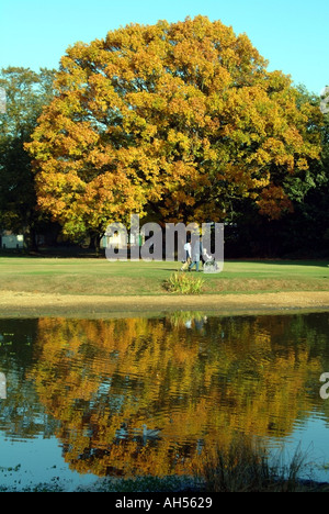 Shenfield comuni di Brentwood lo stagno con albero di quercia & Colore di autunno riflessioni Essex England Regno Unito Foto Stock