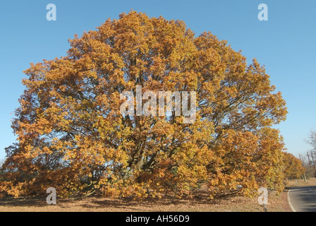 Fryerning vicino Ingatestone Essex grande quercia di autunno Foto Stock