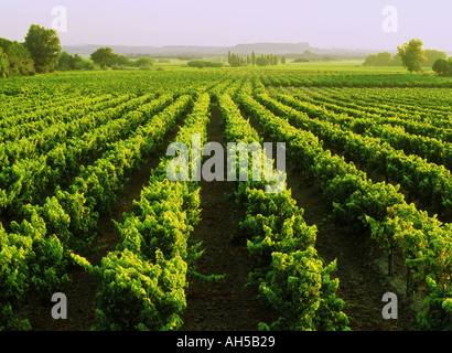 Filari di viti a sunrise in Cotes du Rhone regione della Francia Foto Stock