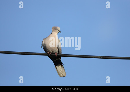 Collard colomba (Eurasian streptope) appollaiato sul cavo elettrico contro il cielo blu Foto Stock