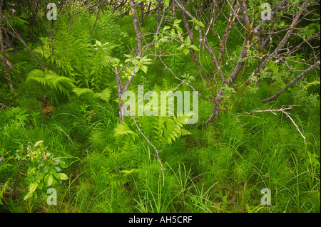 Felci horsetails crescendo in paludosi Chilkat aquila calva preservare vicino Haines Alaska USA Foto Stock