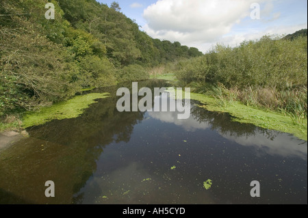 Il fiume Tavy a Lopwell Devon Gran Bretagna Foto Stock