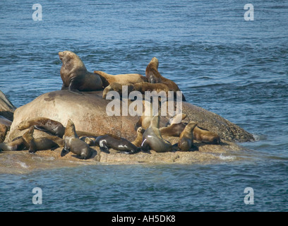 Stellers leoni di mare Eumetopias jubatus sulle rocce nel Parco Nazionale di Glacier Bay Alaska USA Foto Stock