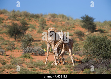 Giraffa camelopardalis Giraffa strizione di creazione di una posizione dominante dalla gerarchia transfrontaliero Kgalagadi Park South Africa Foto Stock