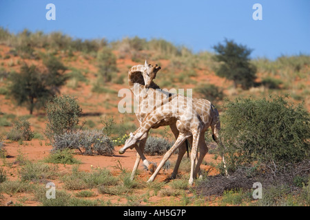 Giraffa camelopardalis Giraffa strizione di creazione di una posizione dominante dalla gerarchia transfrontaliero Kgalagadi Park South Africa Foto Stock