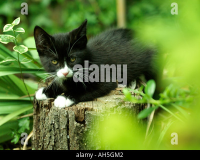 Nove settimane vecchio bianco e nero gattino su un log Foto Stock