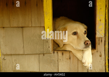 Un cane in un cane di casa Foto Stock