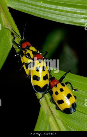 Coleotteri Chrysomelid Alurnus ornatus su foglie di palmo in secondario della foresta di pioggia Parco Nazionale Arenal Costa Rica Foto Stock