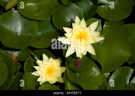 Giallo acqua giglio fiori Nymphaea Joey Tomocik in uno stagno in Carolina del Nord Foto Stock