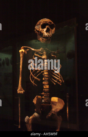 Lo scheletro del Turkana boy, Homo Erectus, 1 6 milioni di anni trovato dal Dr Richard Leakey vicino al lago Turkana in Kenya. Foto Stock