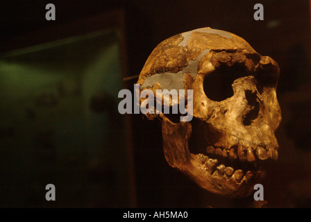 Lo scheletro del Turkana boy, Homo Erectus, 1 6 milioni di anni trovato dal Dr Richard Leakey vicino al lago Turkana in Kenya. Foto Stock