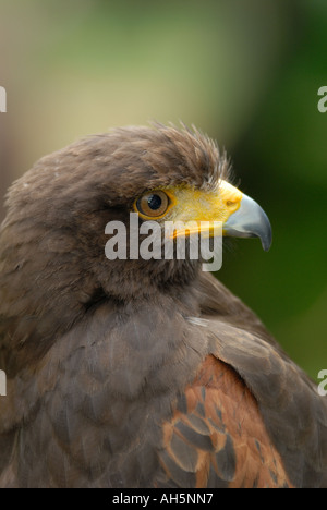 Captive Harris' Hawk (Parabuteo unicinctus) close-up verticale. Foto Stock