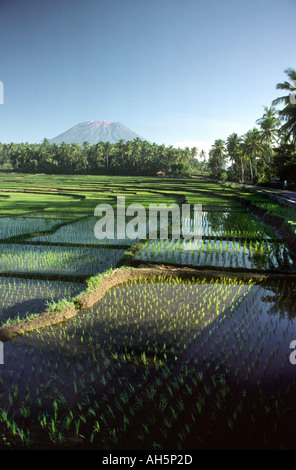 Indonesia Bali Gunung Agung del vulcano e delle fertili terrazze di riso Foto Stock