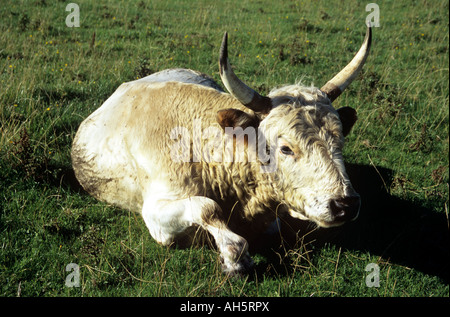 Wild bovini bianchi a Chillingham Castle in Northumberland Foto Stock