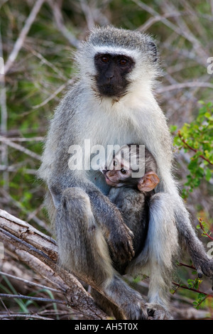 Vervet monkey Cercopithecus aethiops con baby parco nazionale Kruger Sud Africa Foto Stock