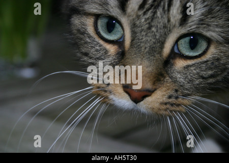 Capelli lunghi tabby cat close up colpo alla testa riempire il telaio Foto Stock