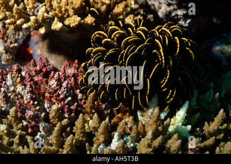 Maldive Ari Atoll Sud Maalhos un robusto Feather Star Himerometra Robustipinna su un corallo Acropora Foto Stock