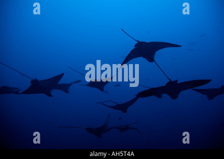 Maldive South Male Atoll Kandooma e scuola di Spotted Raggi Eagle Aetobatus Narinari nel blu Foto Stock