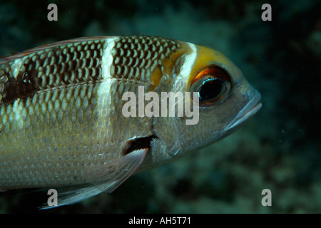 Chromis pesci che nuotano, Bocifushi relitto, South Male Atoll, Maldive. Foto Stock