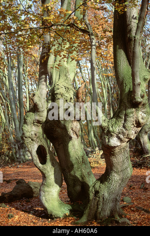 Gli alberi di faggio nella Foresta di Epping Foto Stock