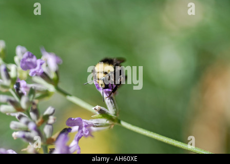 "Bumble Bee raccogliere polline di lavanda" Foto Stock