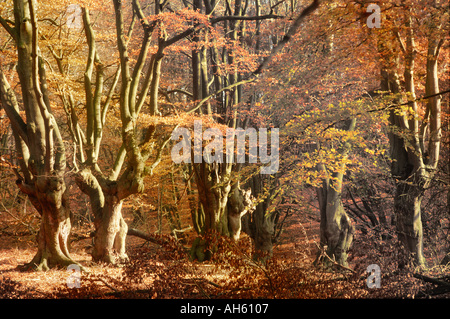 Autunno faggi nella luce del sole nella Foresta di Epping Foto Stock