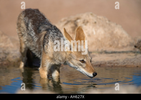 Blackbacked jackal Canis mesomelas potabile transfrontaliero Kgalagadi Park South Africa Foto Stock