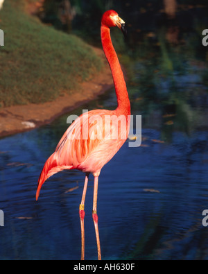 Fenicotteri rosa lo Zoo di Honolulu Waikiki Oahu Hawaii Foto Stock