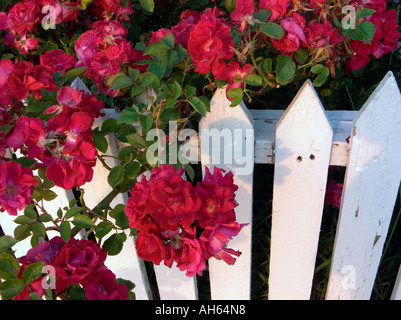Rose rosse sul caratteristico vecchio Picket Fence Foto Stock