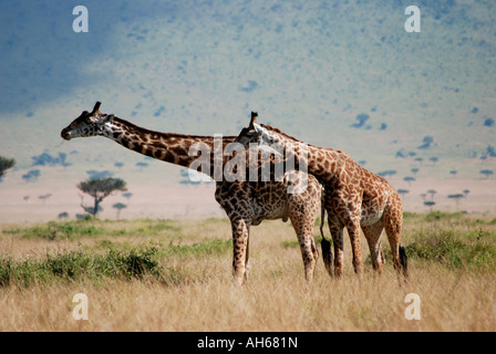 Due maschio Masai o Giraffe comune nella Riserva Nazionale di Masai Mara Kenya Africa orientale Foto Stock