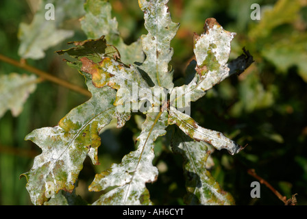 Muffa in polvere Microsphera alphitoides su foglie di quercia Quercus robur in autunno Foto Stock