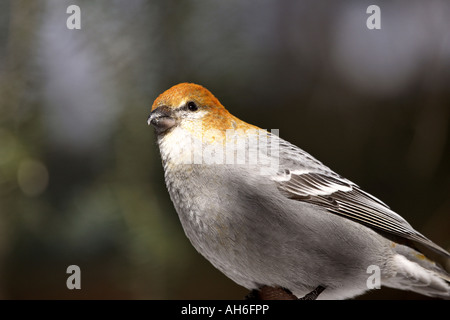 White winged Crossbill appollaiato in inverno Foto Stock