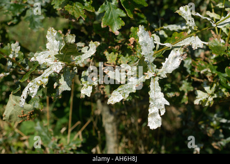 Muffa in polvere Microsphera alphitoides su foglie di quercia Quercus robur in autunno Foto Stock