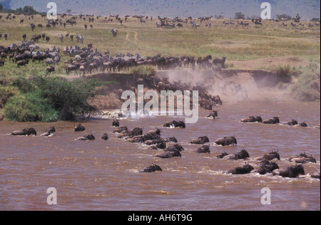 White barbuto migrazione wildebeast Connochaetes taurinus presso sunrise Foto Stock