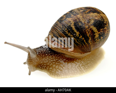 Unico comune in movimento lento lumaca giardino isolata contro uno sfondo bianco con nessun popolo e un tracciato di ritaglio Foto Stock