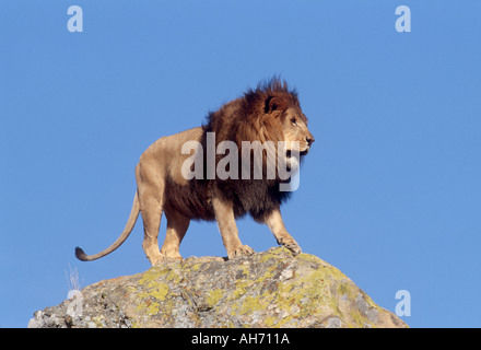 Maschio con africani mane lion Foto Stock