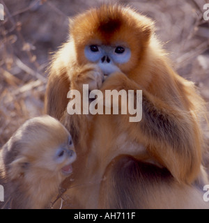 Mamma baby golden dal naso camuso monkey Foto Stock