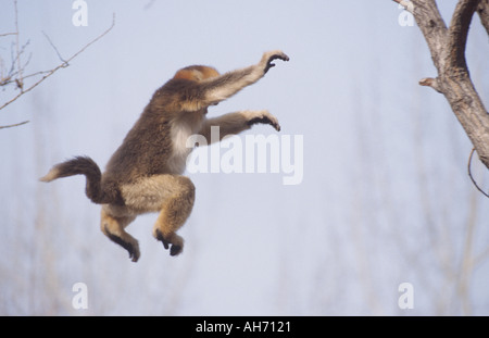 Giovani d'oro dal naso camuso saltando di scimmia Foto Stock