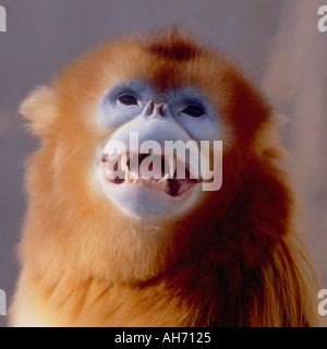 Golden maschio dal naso camuso monkey Foto Stock