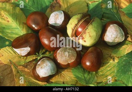Ippocastano frutti Aesculus hippocastanum con conker all'interno Foto Stock